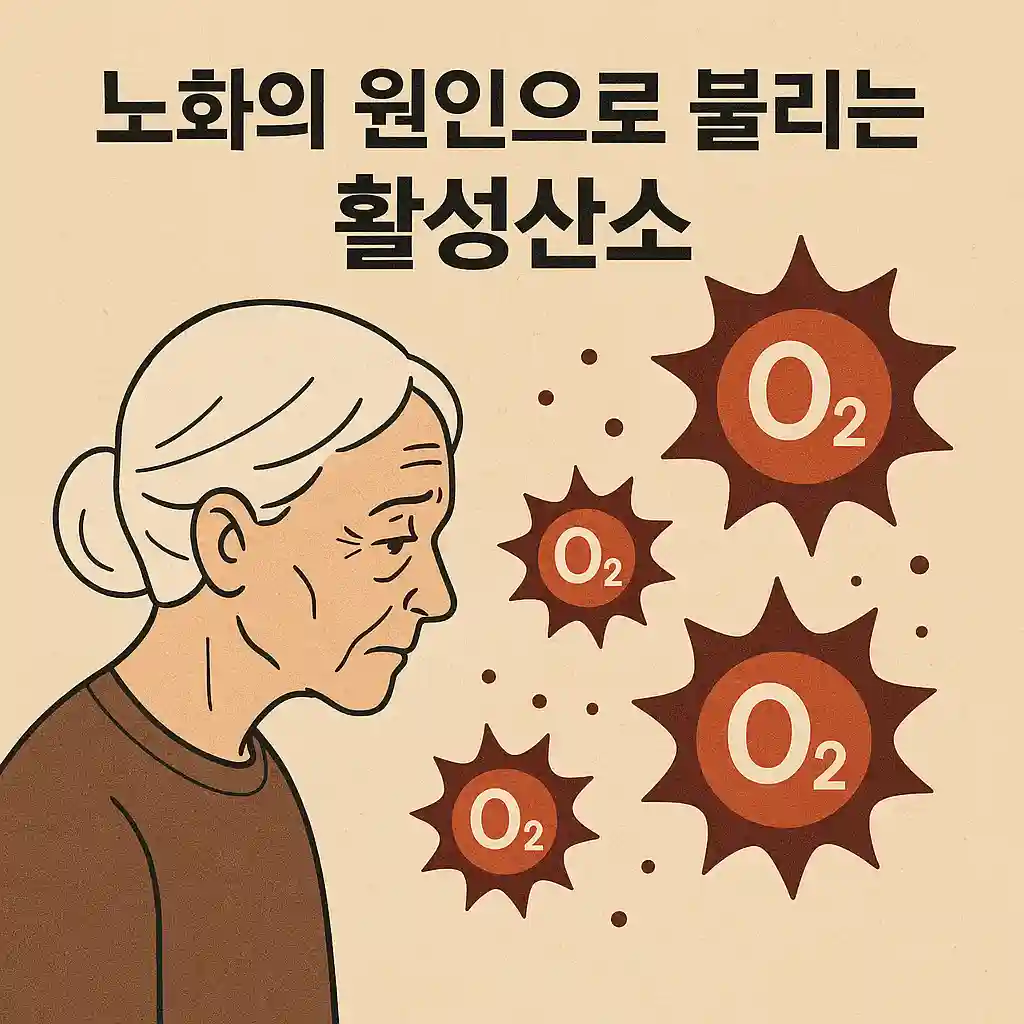 노화의 주범으로 불리는 활성산소